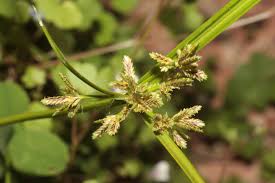 Image result for Pycreus flavescens