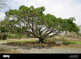 Image result for Ficus lutea