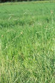 Image result for Paspalum vaginatum
