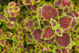 Campanula growth rate ajuga growth rate jasmine growth rate sedum growth rate lettuce growth rate creeping fig growth rate hosta growth. How To Grow And Care For Cuban Oregano Vegetalink