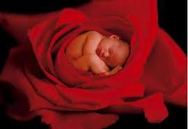 Résultat de recherche d'images pour "les enfants naissent dans les choux"