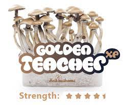 100 Mycelium Magic Mushrooms Growkit Golden Teacher Trufflemagic