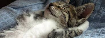(patrick connolly / orlando sentinel). The Kitty Beautiful A Cat Cafe Restaurant Downtown Orlando Orlando