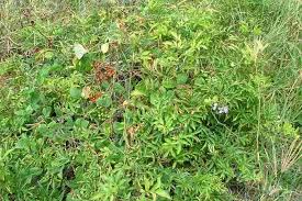 Image result for Solanum seaforthianum