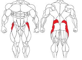 The hip muscles are composed of multiple flexors, extensors, adductors, abductors, and rotators that work together. Ifa Weight Training Exercises Hip Abductor And Outer Thigh