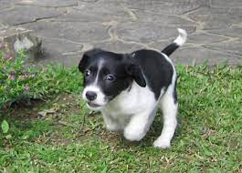 Aki The Border Collie Beagle Mix Beagle Mix Puppies Animal Action