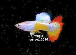 Pin By Lawrence Clark On Fish Guppy Betta Aquarium Guppy Fish Betta Aquarium Freshwater Aquarium Fish