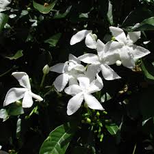 Image result for Tabernaemontana inconspicua