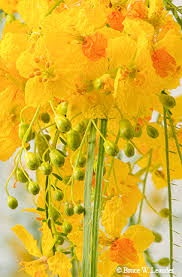 Maybe you would like to learn more about one of these? Flora Fact Paloverde Tree April 2018 Tpw Magazine