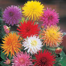 Breck S Multi Colored Cactus Mixed Dahlia Flowers Bulbs 5 Pack 01361 The Home Depot Dahlia Flower Rose Like Flowers Showy Flowers