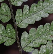 Image result for Triplophyllum