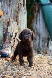 Jeff gooderham box 124 breton, ab t0c 0p0 canada. Pudelpointer Puppy From Tall Timber Pudelpointers Hunting Dogs Purebred Dogs Family Dogs Breeds