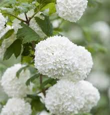 Der auch als viburnum bekannte schneeball umfasst etwa 100 bis 200 sorten blühender sträucher, die immergrün oder sommergrün sein können und. Viburnum Opulus Roseum