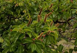 Image result for Hymenodictyon