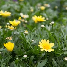 Image result for Helichrysum argyranthum