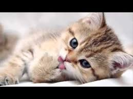 En Sirin Kedi Resimleri Youtube