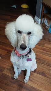 It's been a year and a half since Pixie Stix (formerly Snowflake) joined  our family. She is such a happy, energetic, playful cuddle bug. We love her  so much♥️♥️ Thank you Bernice