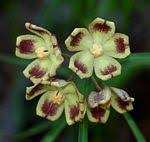 Image result for Glossostelma