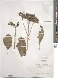 Image result for Kalanchoe lateritia