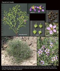 Image result for Fagonia