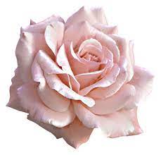 Large Light Pink Rose Png Clipart Pink Rose Png Pink Rose Tattoos Light Pink Rose