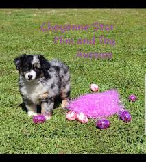 › toy aussie puppies for sale in texas. Cheyennestaraussies Com