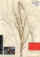 Image result for Panicum pansum