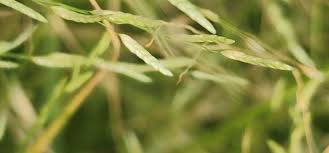 Image result for Eragrostis dinteri