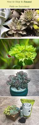 Here's how to get rid of aphids and keep them from. How To Control Prevent Mealybugs On Succulents The Succulent Eclectic Succulents Plant Care Plants
