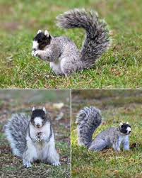 Image result for squirrel