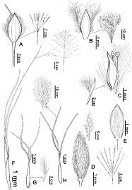 Image result for Alloteropsis cimicina