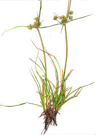 Image result for Cyperus difformis