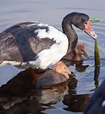 Magpie Goose Showing Chicks How To Feed On Underwater Weeds Lake Orr Queensland Australia Svaner