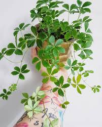 Cissus Striata Miniature Grape Ivy Ivy Of Uruguay Kaapiokissus Ivy Houseplant Plants House Plants