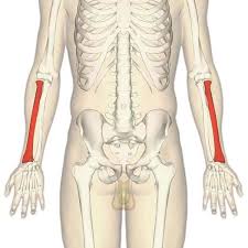 Image result for Normal Anatomic Position of the Hand and Wrist