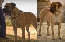 porody bolshih sobak spisok s fotografiyami i nazvaniyami daj lapu