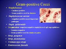 Usually characteristic of staphylococcus, such as s. Gram Positive Gram Negative Bacteria Dr Thamina Sayyed