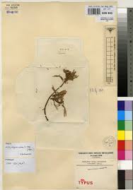 Image result for Agelanthus krausei