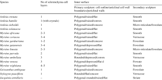 Image result for Ardisiandra sibthorpioides