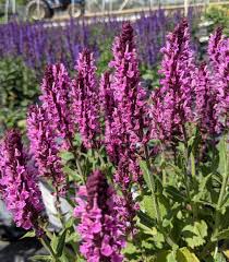 Image result for Salvia