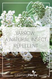 Pin On Herbal Remedies