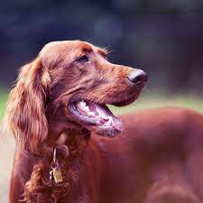 Jan 19, 2016 · gordon setter puppies for sale in northern ireland. 4 Types Of Setter Dog Breeds