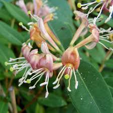 Find help & information on clematis 'henryi' (el) clematis 'henryi' from the rhs. Immergrune Geissschlinge Geissblatt Lonicera Henryi Bluhende Schnellwachsende Kletterpflanze Native Plants