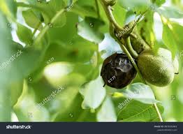 Image result for Walnut blight
