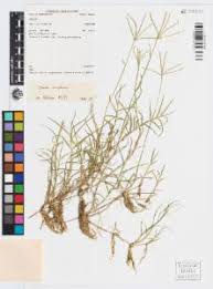 Image result for Cynodon aethiopicus