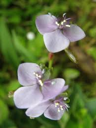 Image result for Murdannia simplex