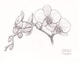 Orchid Sketch Orchid Drawing Flower Drawing Drawings