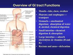 Vocal cords may be affected by problems such as nodules, sores, strain and vocal polyps. Head Neck Ii Throat Pharynx Ppt Video Online Download