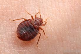 Image result for Cimex Lectularius L