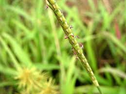 Image result for Isachne kiyalaensis